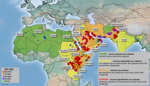 Formation de nouveaux essaims dans la Corne de l’Afrique