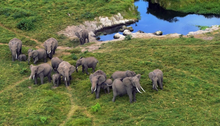 La vente légale d&#039;éléphants sauvages d&#039;Afrique à des zoos pratiquement interdite