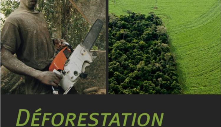 La déforestation, qu&#039;est-ce que c&#039;est ?