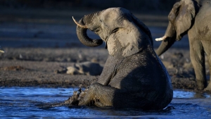 Le Botswana vend aux enchères des permis de chasse à l&#039;éléphant