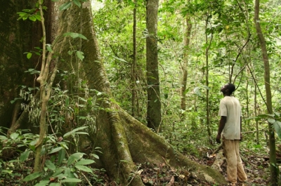 LE GABON VA ÊTRE RÉMUNÉRÉ POUR LA PRÉSERVATION DE SA FORÊT, ALORS QUE C’EST UN PAYS QUI DÉFORESTE TRÈS PEU