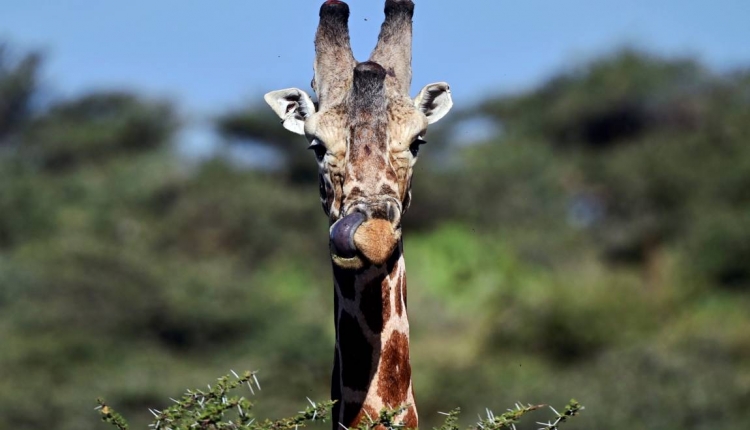 La CITES confirme la protection des girafes ou encore des requins makos