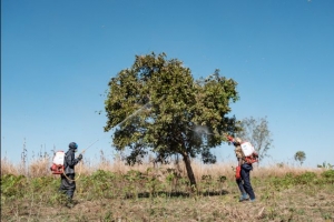 L&#039;armée ougandaise à l&#039;assaut des criquets ravageurs