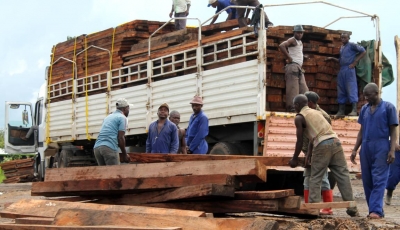 RDC: inquiétude autour du pillage d&#039;un bois menacé d&#039;extinction