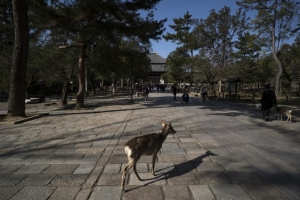 SINGES, CERFS, DINDES... AVEC LE CORONAVIRUS, LES ANIMAUX SAUVAGES S&#039;AVENTURENT EN VILLES