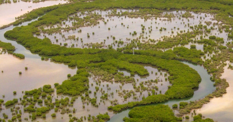 SENEGAL-TOUBACOUTA : CARNET DE ROUTE ENVIRONNEMENTAL (Une Mangrove de 7000 hectares, une île de 3000 ans, des Baobabs tombeaux)