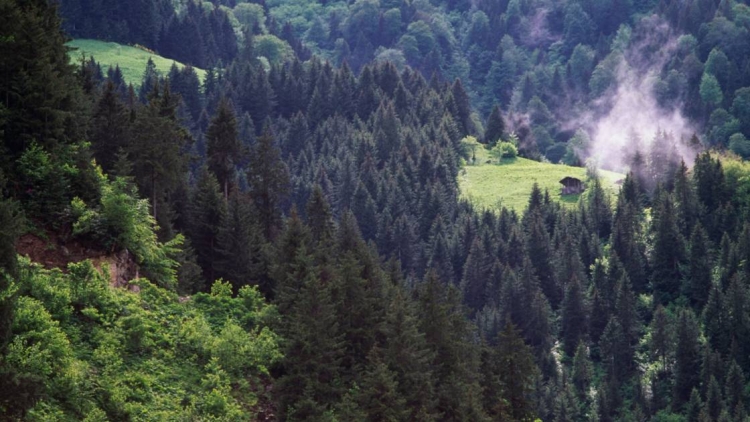 En Turquie, 11 millions d&#039;arbres plantés cet automne sont déjà presque tous morts