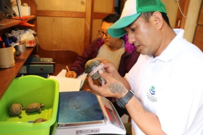 Cette tortue des Galápagos a sauvé son espèce grâce à sa libido : Diego rentre sur son île