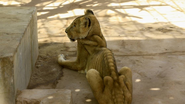 Soudan: multiplication des appels pour sauver cinq lions &quot;malades et mal-nourris&quot;