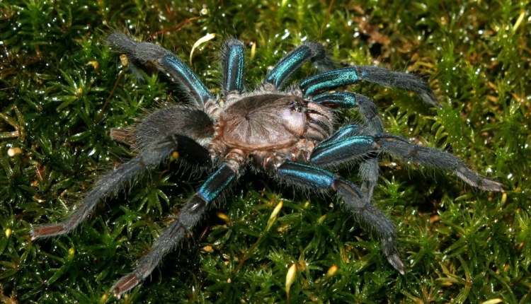 Une nouvelle espèce de mygale aux pattes bleutées découverte dans la forêt du Sri Lanka