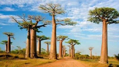 Les fruits des baobabs, trésors d&#039;Afrique