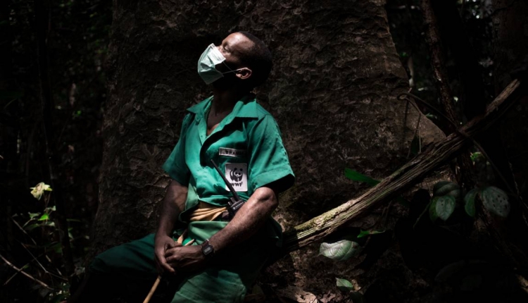 D&#039;anciens chasseurs pygmées tentent de sauver les derniers éléphants de Centrafrique