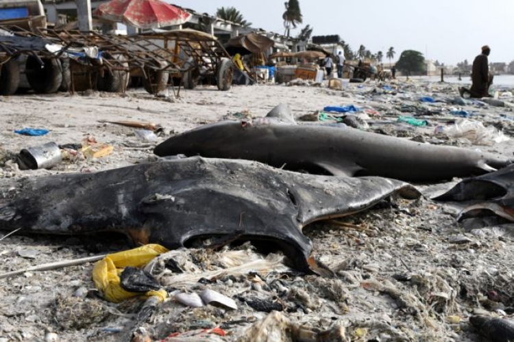 La CITES vote pour la protection des requins makos