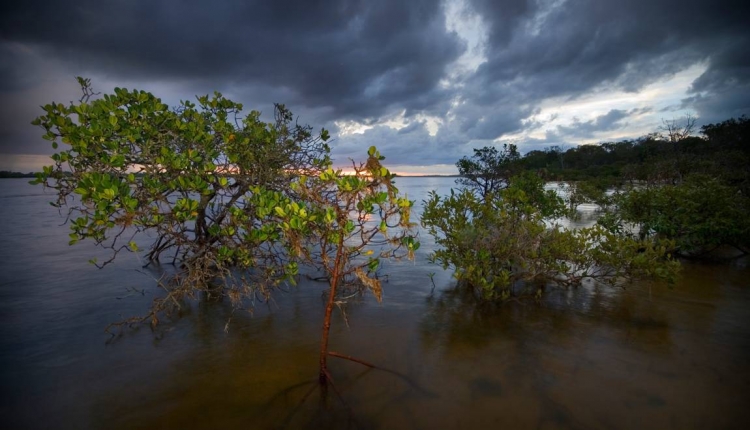 La mangrove australienne, plus grand puits naturel de &quot;carbone bleu&quot; au monde