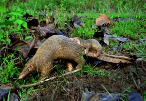 Fact check : Le pangolin a-t-il pu servir de vecteur au coronavirus Covid-19 ?