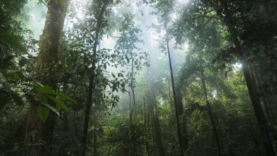 Biodiversité : plus de 30 000 espèces sont menacées dans le monde