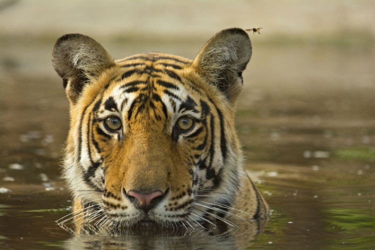 [BONNE NOUVELLE] LA POPULATION DE TIGRES CROÎT FORTEMENT EN INDE