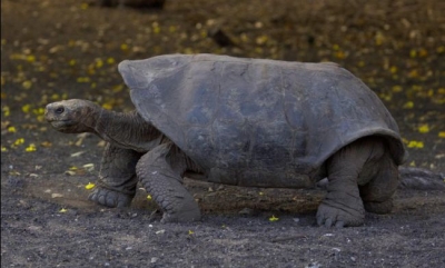 Sixième extinction : le déclin des vertébrés terrestres s&#039;accélère selon une étude