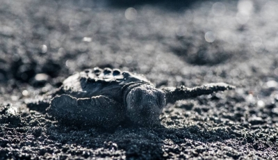 Au Costa Rica, sur les traces des tortues olivâtres