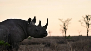 Une lueur d&#039;espoir pour le rhinocéros noir, selon l&#039;UICN