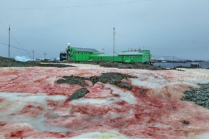 LA NEIGE DEVIENT ROUGE SANG EN ANTARCTIQUE À CAUSE DU RÉCHAUFFEMENT CLIMATIQUE