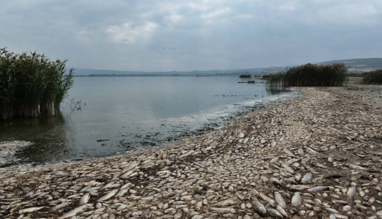 Grèce: des milliers de poissons asphyxiés dans un lac pour cause de sécheresse