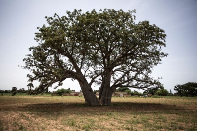 Au Sénégal, les baobabs ploient sous la pression des cimentiers