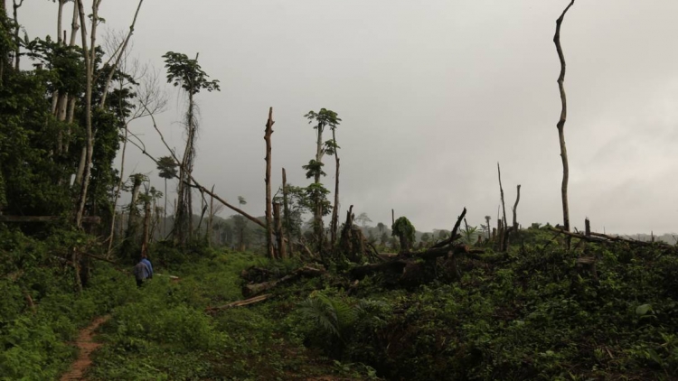 Les forêts tropicales risquent bientôt d&#039;émettre plus de CO2 qu&#039;elles n&#039;en captent