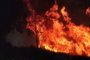 20 % DES FORÊTS AUSTRALIENNES SONT PARTIES EN FUMÉE EN CINQ MOIS