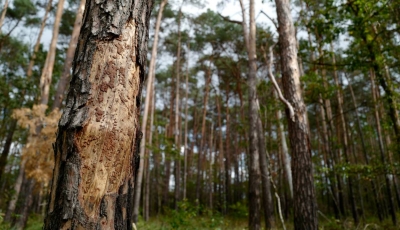 &quot;Liste rouge&quot; des arbres en Europe: plus de 40% des espèces menacées d&#039;extinction