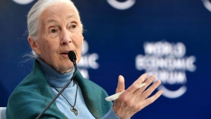 Coronavirus: les humains doivent cesser de &quot;mépriser&quot; la nature, avertit Jane Goodall