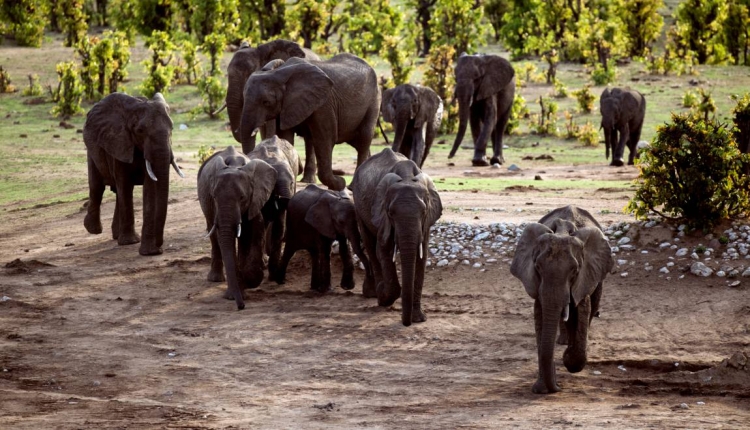 L&#039;Afrique australe tourne -t-elle le dos au monde pour vendre son ivoire?