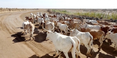 Sénégal  : porté par l&#039;élevage, le secteur primaire enregistre une hausse de 9,3%