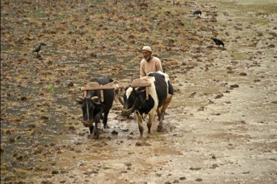 L&#039;humanité au défi de nourrir 10 milliards de personnes sans ravager la planète