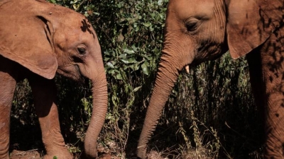 Botswana: la chasse aux éléphants a repris, les bavures aussi