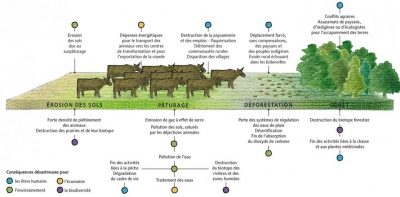 En Amazonie, le bétail mange la forêt