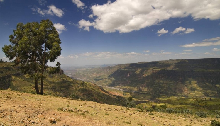 L&#039;Ethiopie plante 350 millions d&#039;arbres en un jour pour lutter contre la déforestation