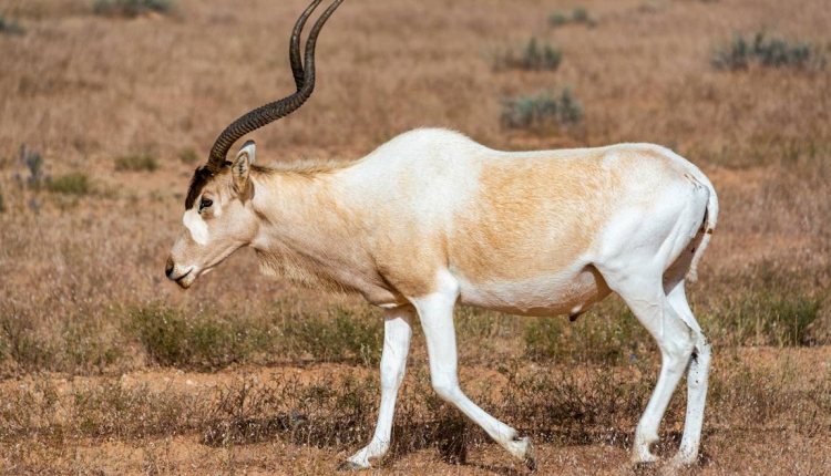 La plus grande réserve naturelle d&#039;Afrique menacée par un projet d&#039;exploitation pétrolière