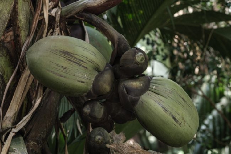 Aux Seychelles, les secrets du &quot;coco fesse&quot;, un trésor national bien protégé