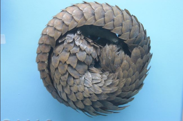 Covid-19 : des souches similaires de coronavirus découvertes chez des pangolins en Chine