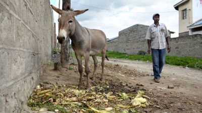 Le Kenya interdit l&#039;abattage des ânes menacés par la demande chinoise