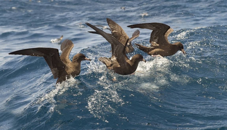 Pollution : comment l&#039;ingestion de plastique affecte l&#039;organisme des oiseaux marins