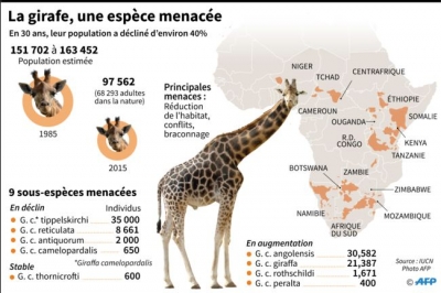 Rôle des taches, taille du cou... Chiffres et infos insolites sur la girafe