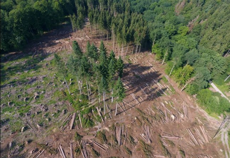 Face au réchauffement, les pistes des professionnels pour protéger la forêt européenne