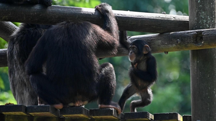 Jusqu&#039;à 1 million d&#039;espèces pourraient être menacées d&#039;extinction