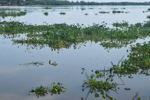 Jacigreen : l&#039;entreprise qui donne de la valeur à une plante envahissante