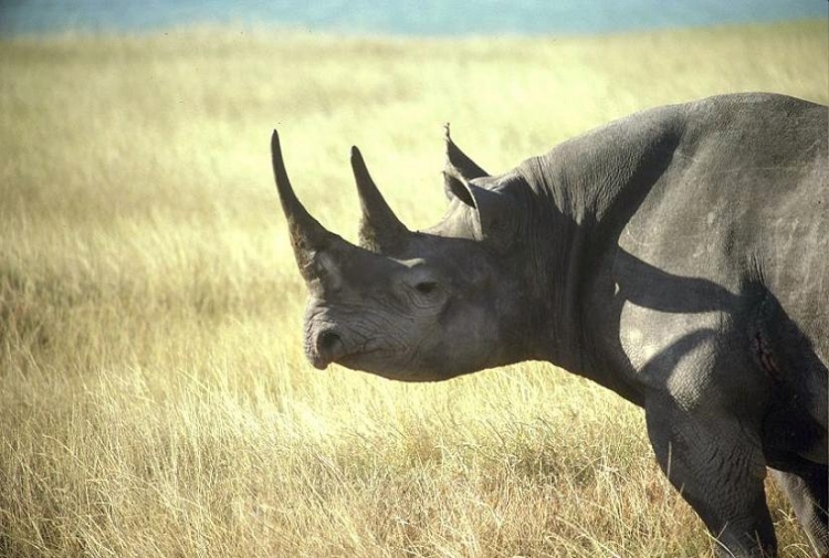 Tanzanie: 9 rhinocéros noirs sud-africains réinstallés au parc du Serengeti