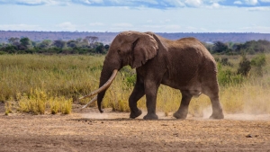 Kenya: mort de Tim, l&#039;un des derniers éléphants aux défenses géantes