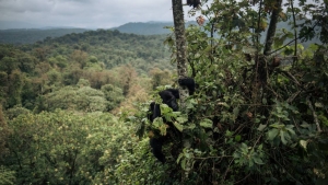 Le recul s&#039;accélère en Afrique pour la forêt, mère nourricière des plus fragiles