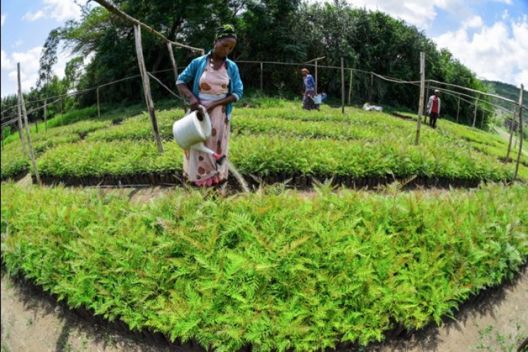 Malgré des accrocs, l&#039;Ethiopie amplifie sa campagne de reforestation